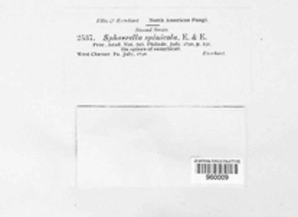 Mycosphaerella spinicola image
